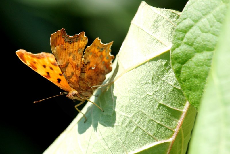 Бабочка листовидка фото