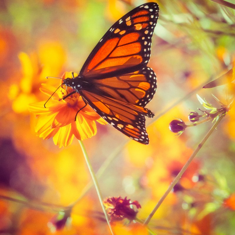 Бабочки осенью