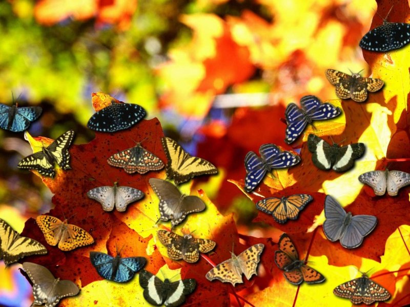Бабочка осень
