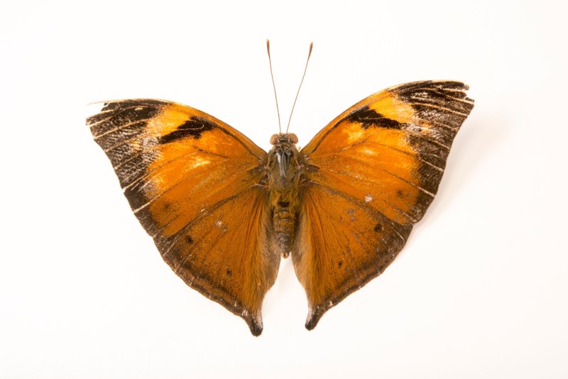 Doleschallia bisaltide бабочка