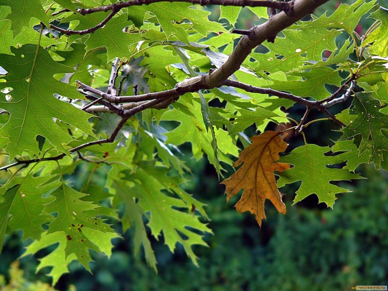 Молодые листья дуба