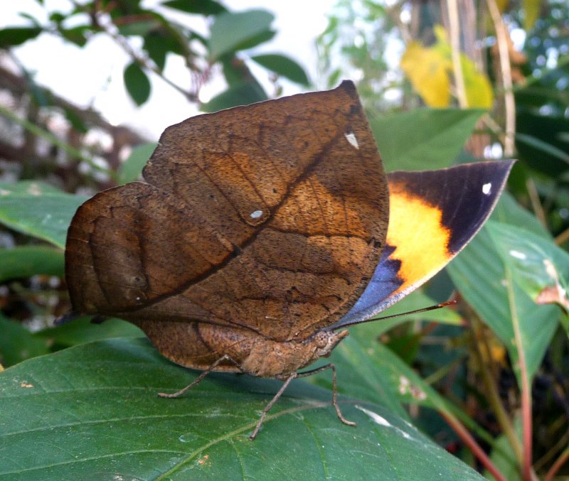 Бабочка Каллима Мимикрия