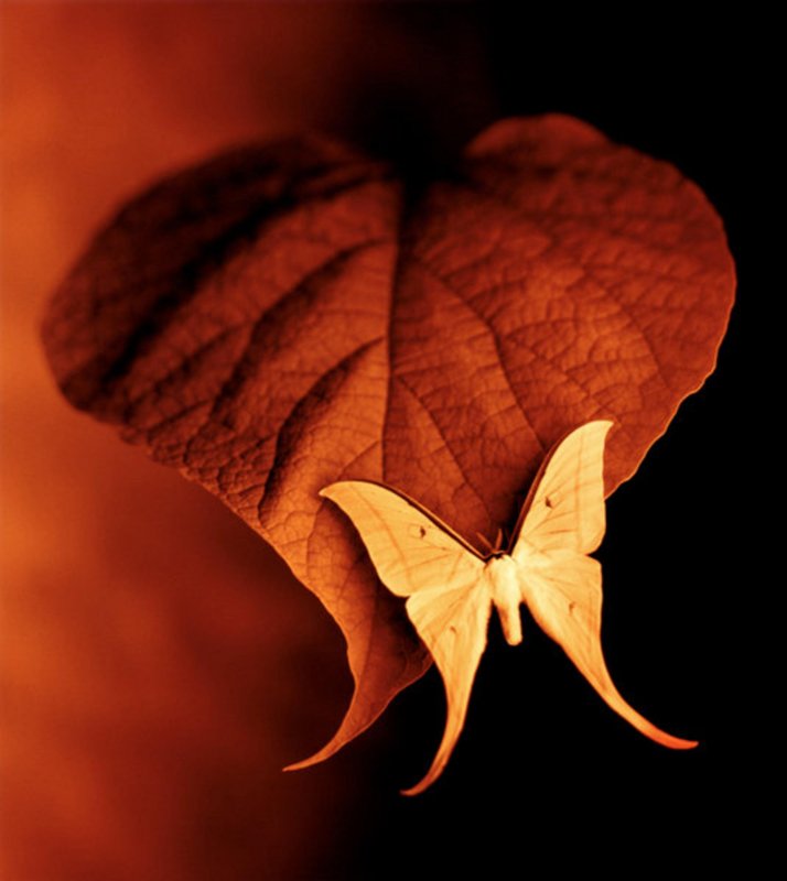 Бабочка осенний лист