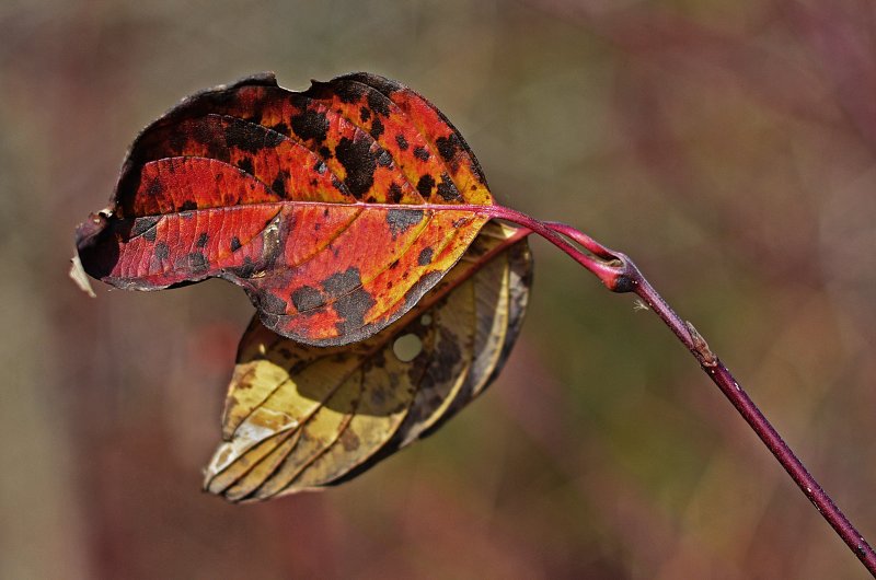Мотылек на осенних листьях