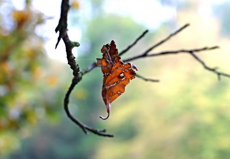 Макро осень бабочки