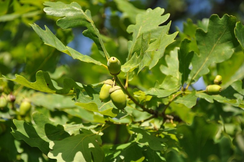 Дуб лузитанский Quercus lusitanica