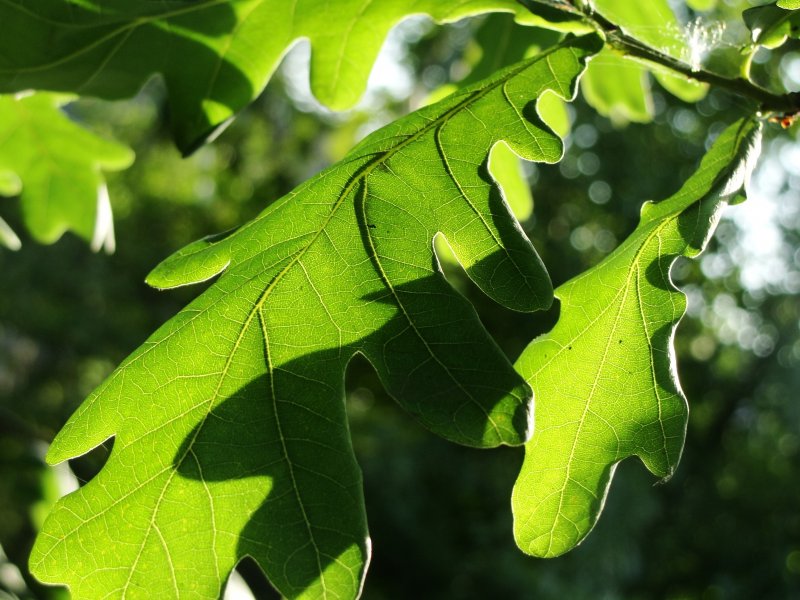 Лист дуба зеленый