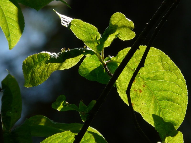 Черёмуха обыкновенная листья