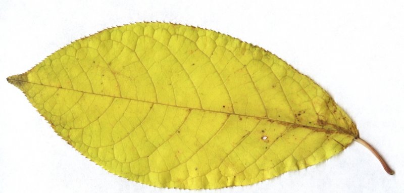 Листья черемухи осенью