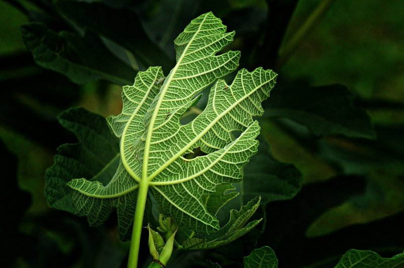 Инжир растение листья