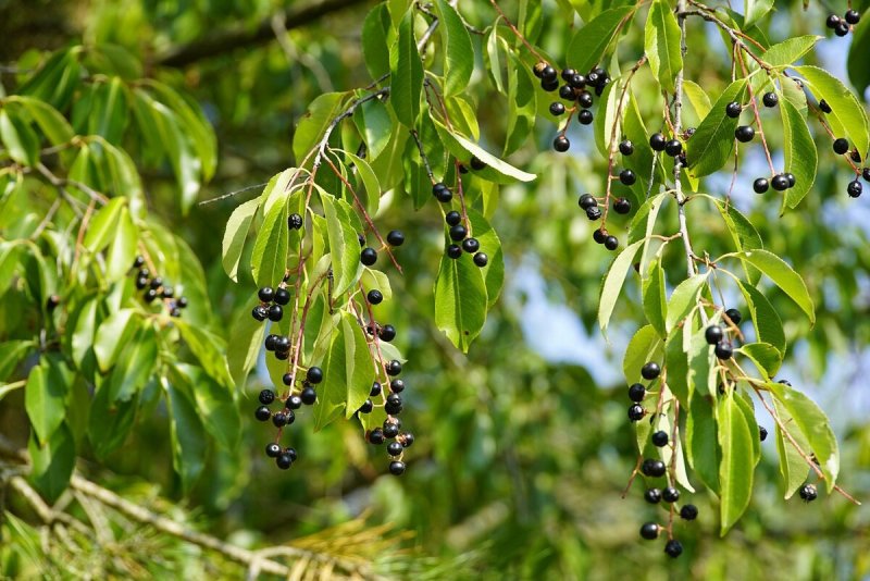 Черемуха Prunus Padus