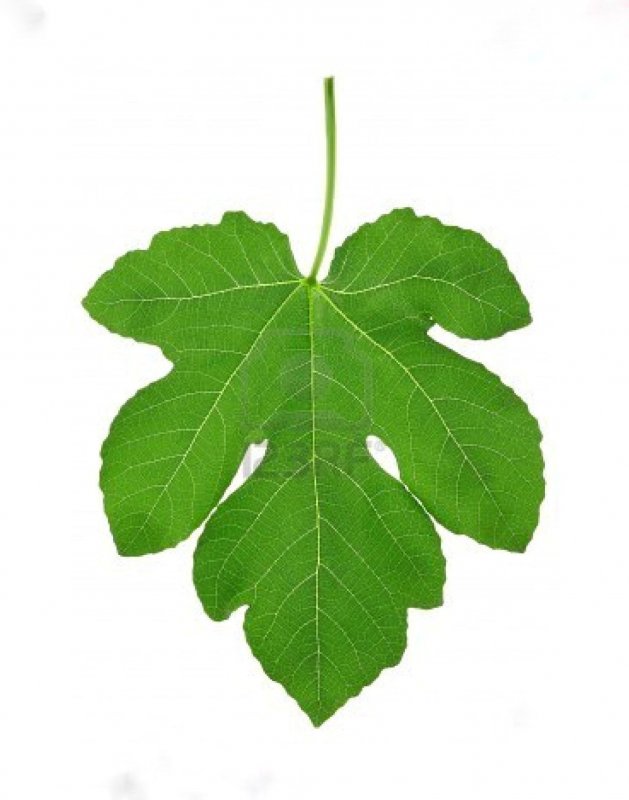 "Fig Leaf" պօսիտիօն