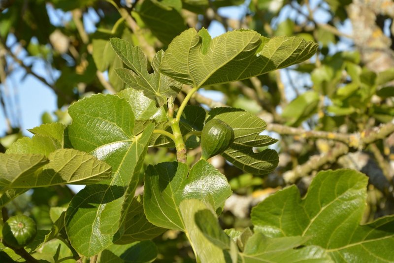 Инжир колхидский дерево