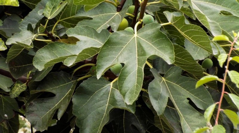 Листья инжира сырье