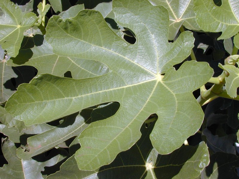 Ficus carica листья