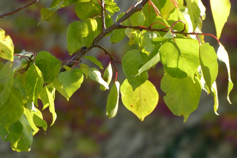 Абрикос дерево листья