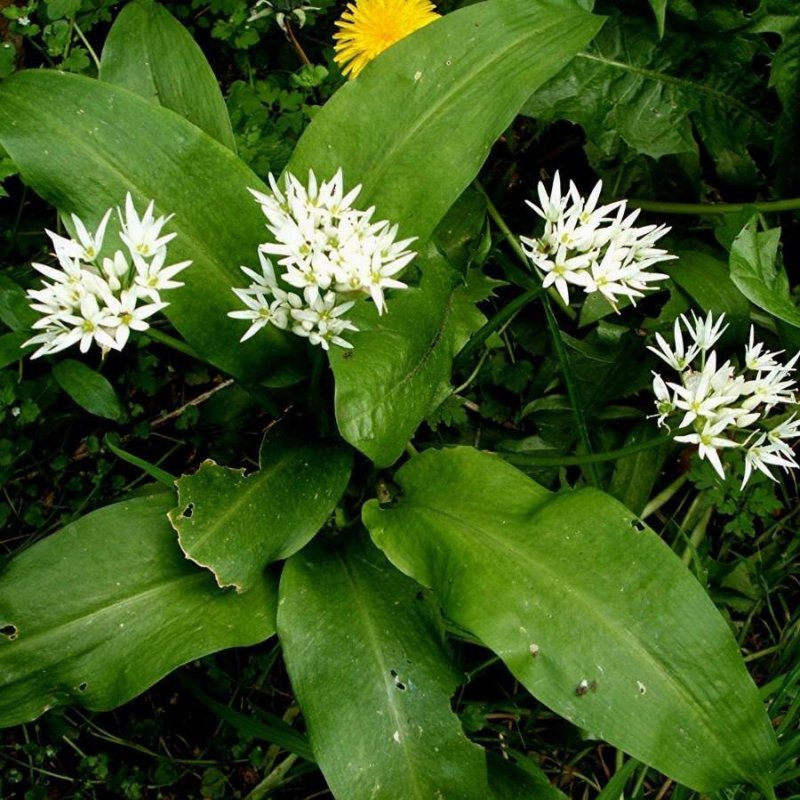 Черемша, лук Медвежий Allium ursinum