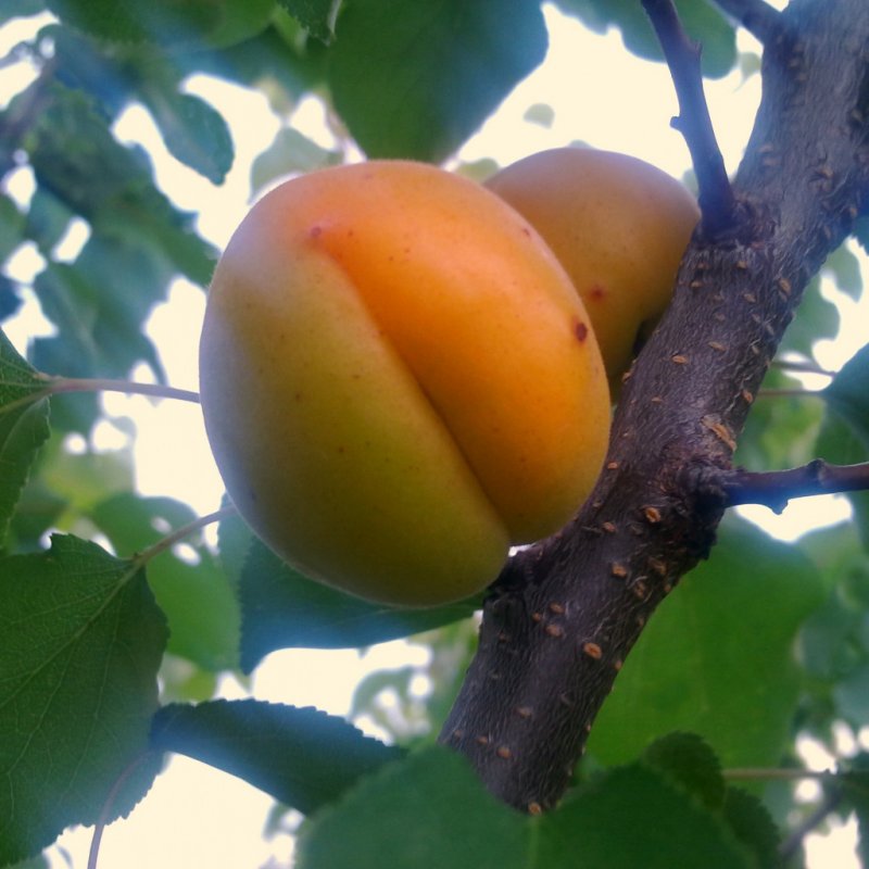 Кульга абрикос