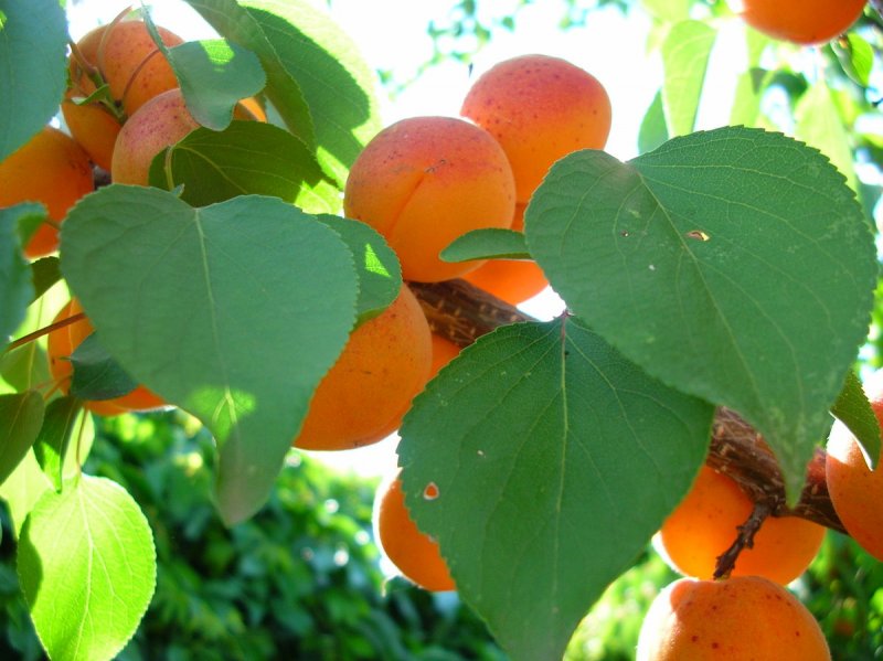 Херсонский абрикос сорт