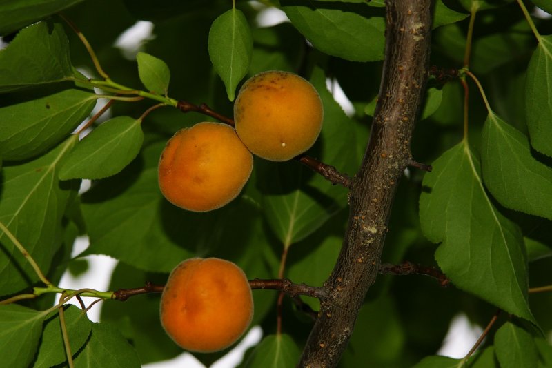 Листья абрикоса