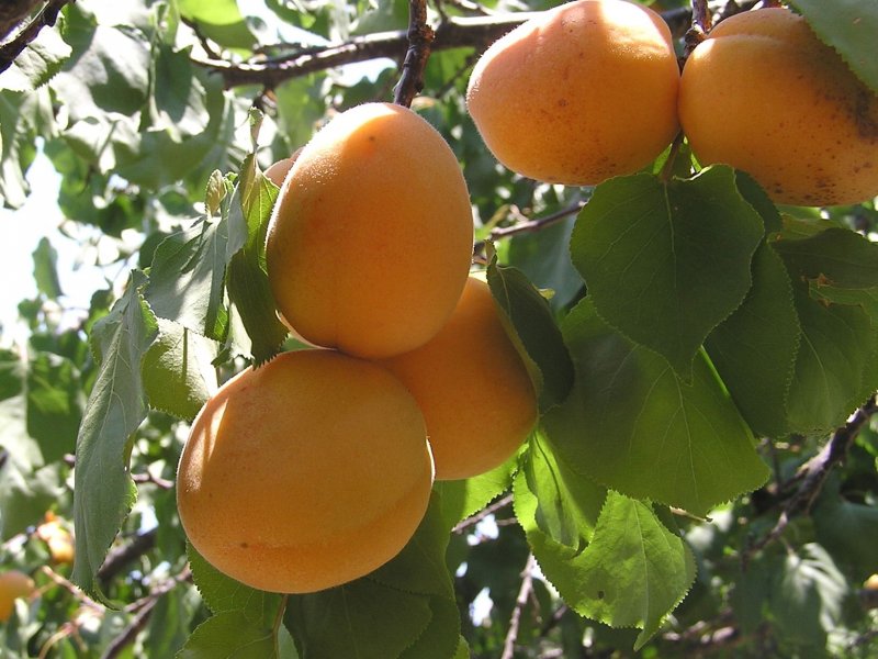 Абрикос персиковый дерево