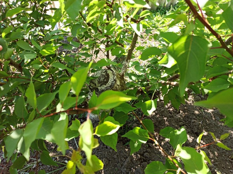 Абрикос маньчжурский листья