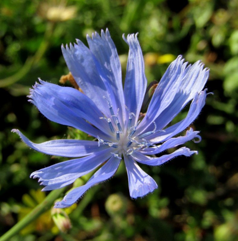 Цикорий голубой Сложноцветные растения