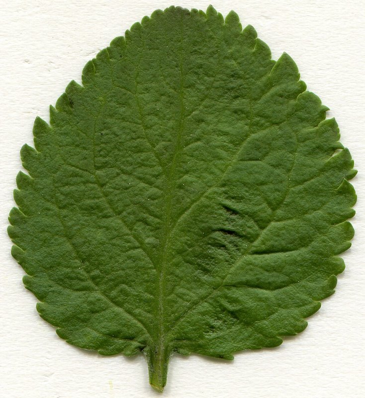 Дуб пильчатый (Quercus serrata)