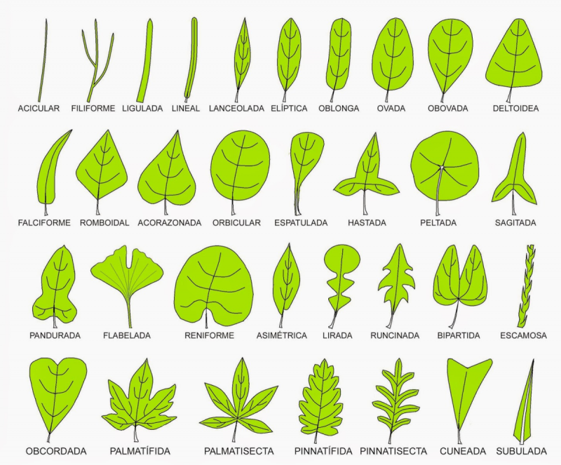 Типы листьев ботаника