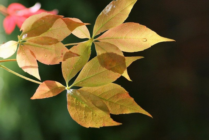 Природа Флора лист
