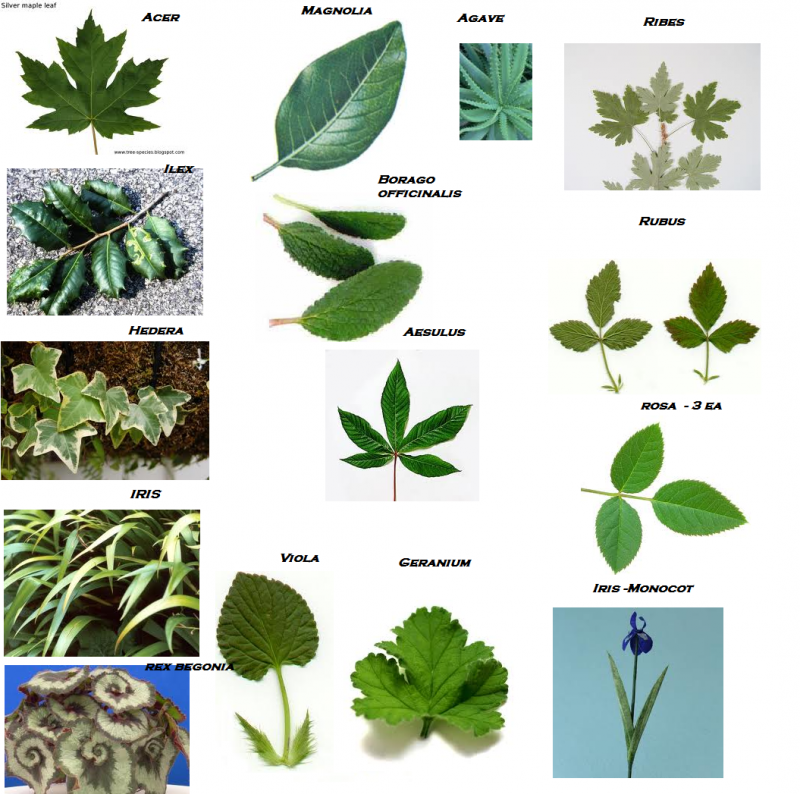Красивые листья растений и названия