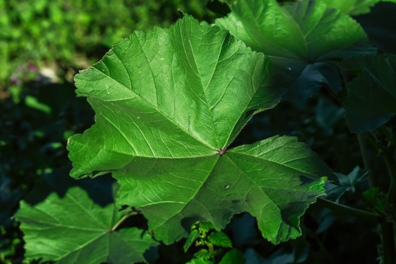 Конский каштан обыкновенный листья простые или сложные