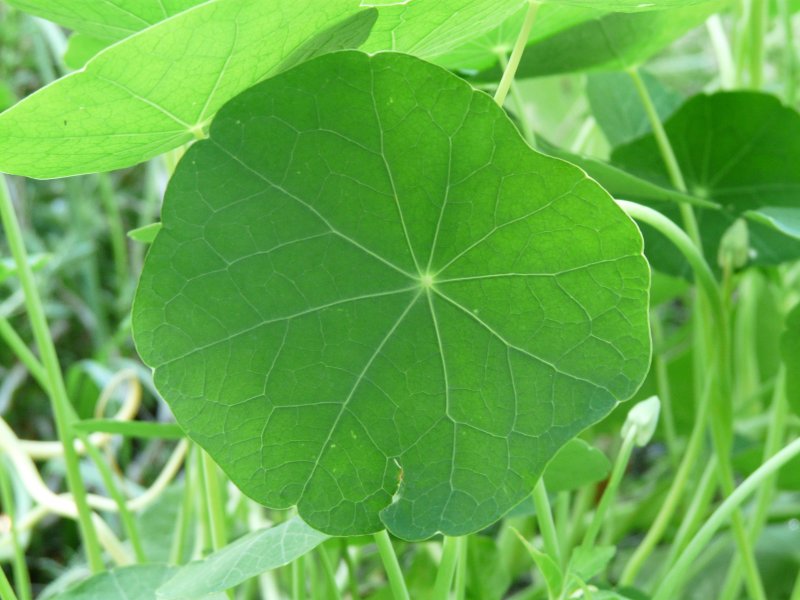 Растение с округлыми листьями