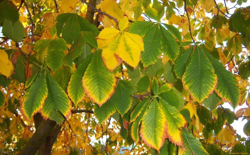 Конский каштан листья осенью