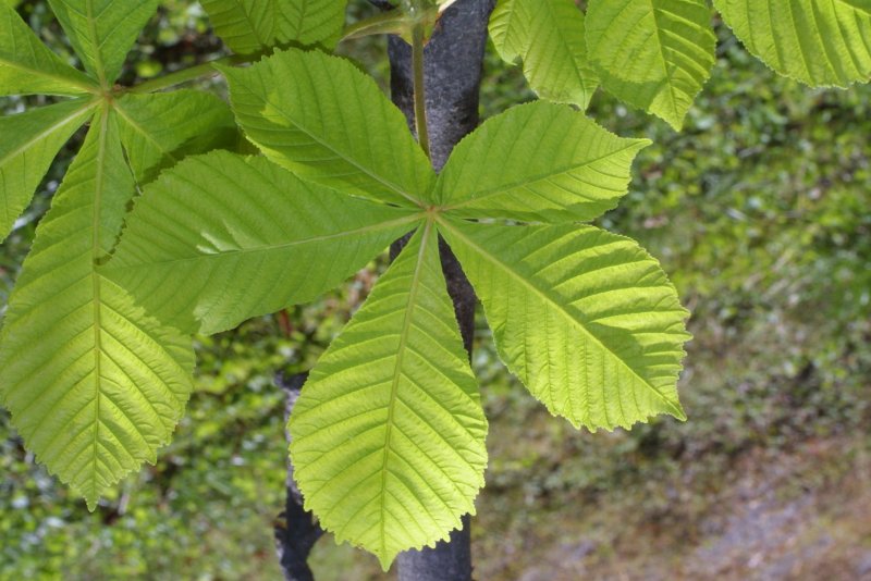 Листья кленовые бледно зеленые