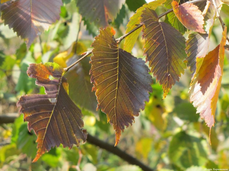 Ulmus glabra лист