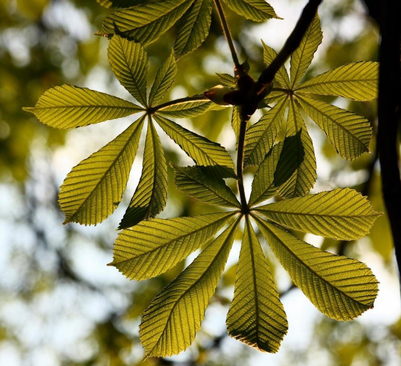 Конский каштан обыкновенный листья