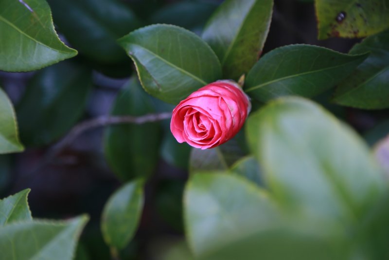 Цветок Камелия на острове Чеджудо