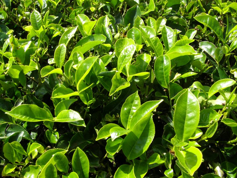 Camellia sinensis (l.) Kuntze.