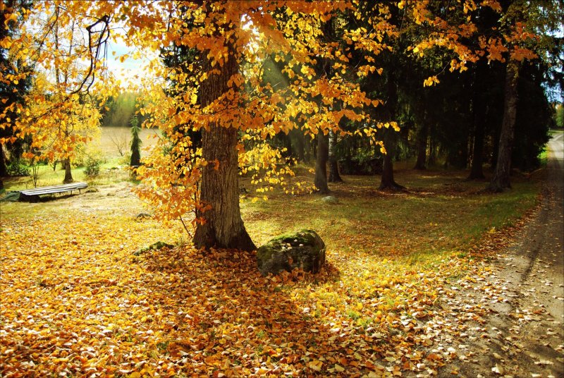 Осенний пейзаж листопад