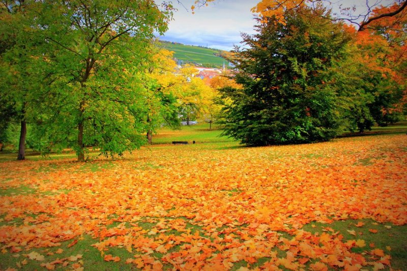 Красивый осенний листопад