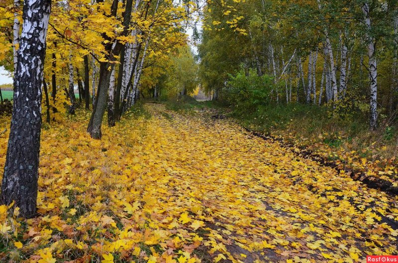 Осенняя природа листопад