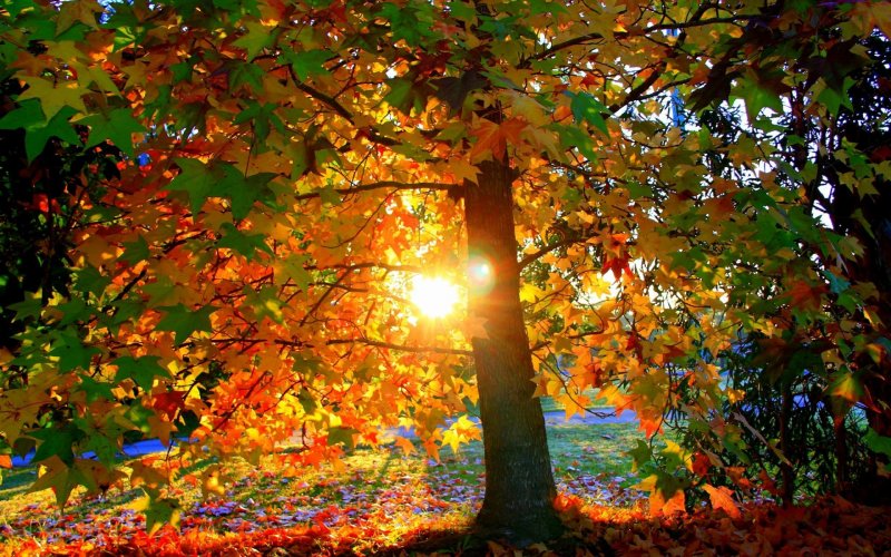 Осенний листопад картинки