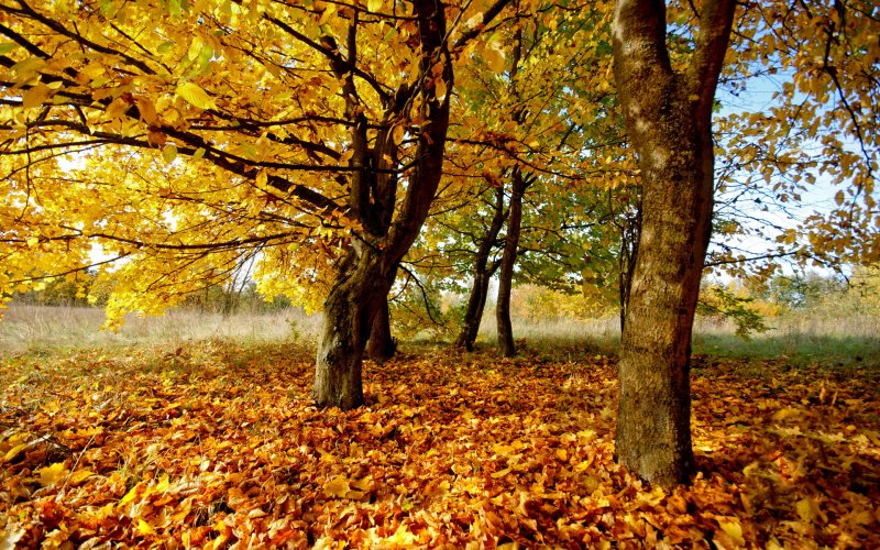 Осенние листья листопад