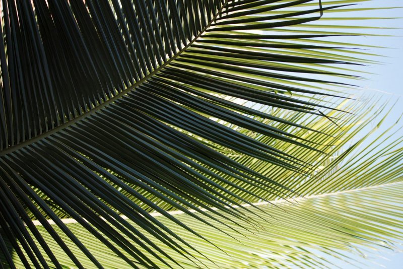 Листья кокосовой пальмы