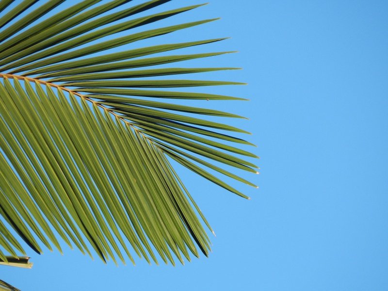 Листик пальмы