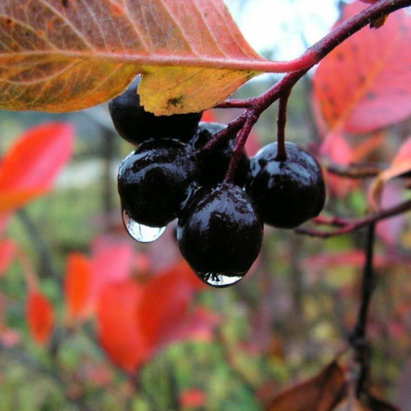 Листья черноплодной рябины