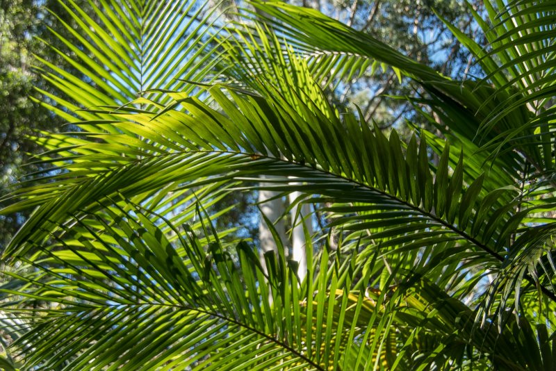 Пальмы в Австралии