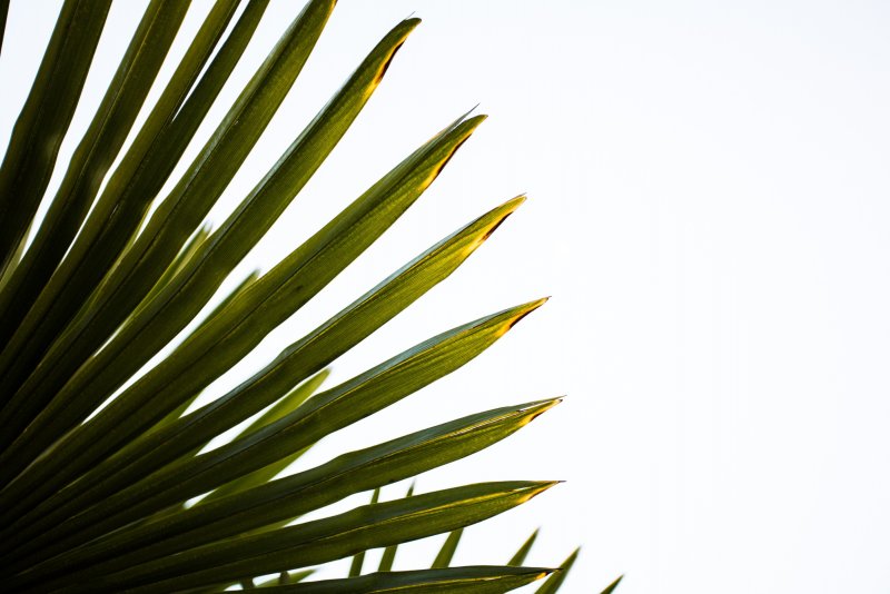 Лист пальмы крупно