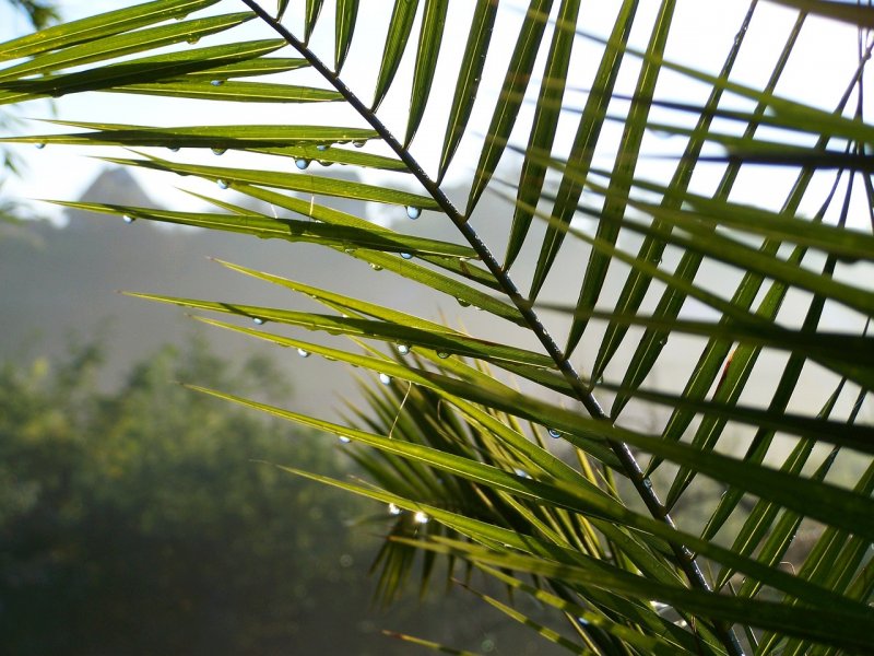 Пальмовая ветвь в природе